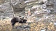 Считавшегося вымершим сайлюгемского медведя обнаружили на Алтае